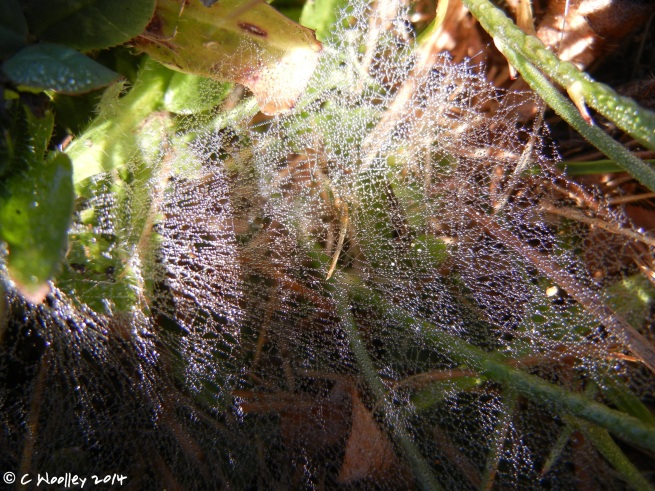 Webs in grass