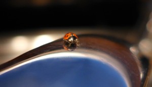 ladybug (3)
