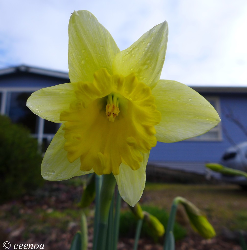 First Daffodil of 2014