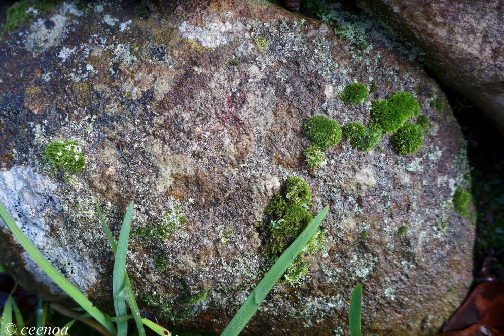 Rock and Moss
