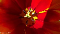 Heart of the Tulip