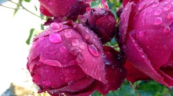 Rain Spots on Roses