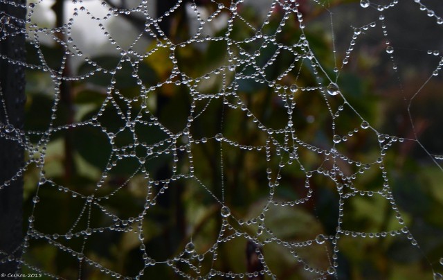 Dewdrops Web