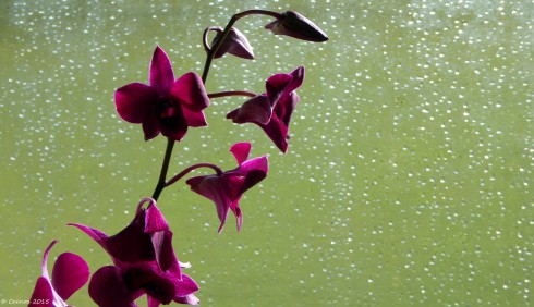 Orchid (2)