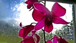 Orchid (6)