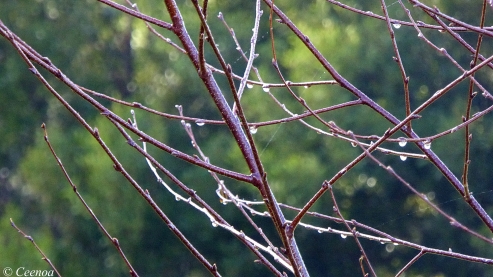 Droplet Branches