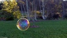evening bubbles (3)