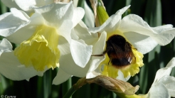 Bumble of Daffy