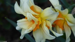 early Spring Daffodils (1)