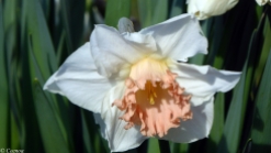 early Spring Daffodils (2)
