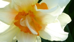 early Spring Daffodils (4