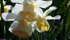 early Spring Daffodils (6)
