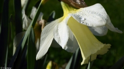 early Spring Daffodils (8)