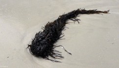 Seaweed Monster
