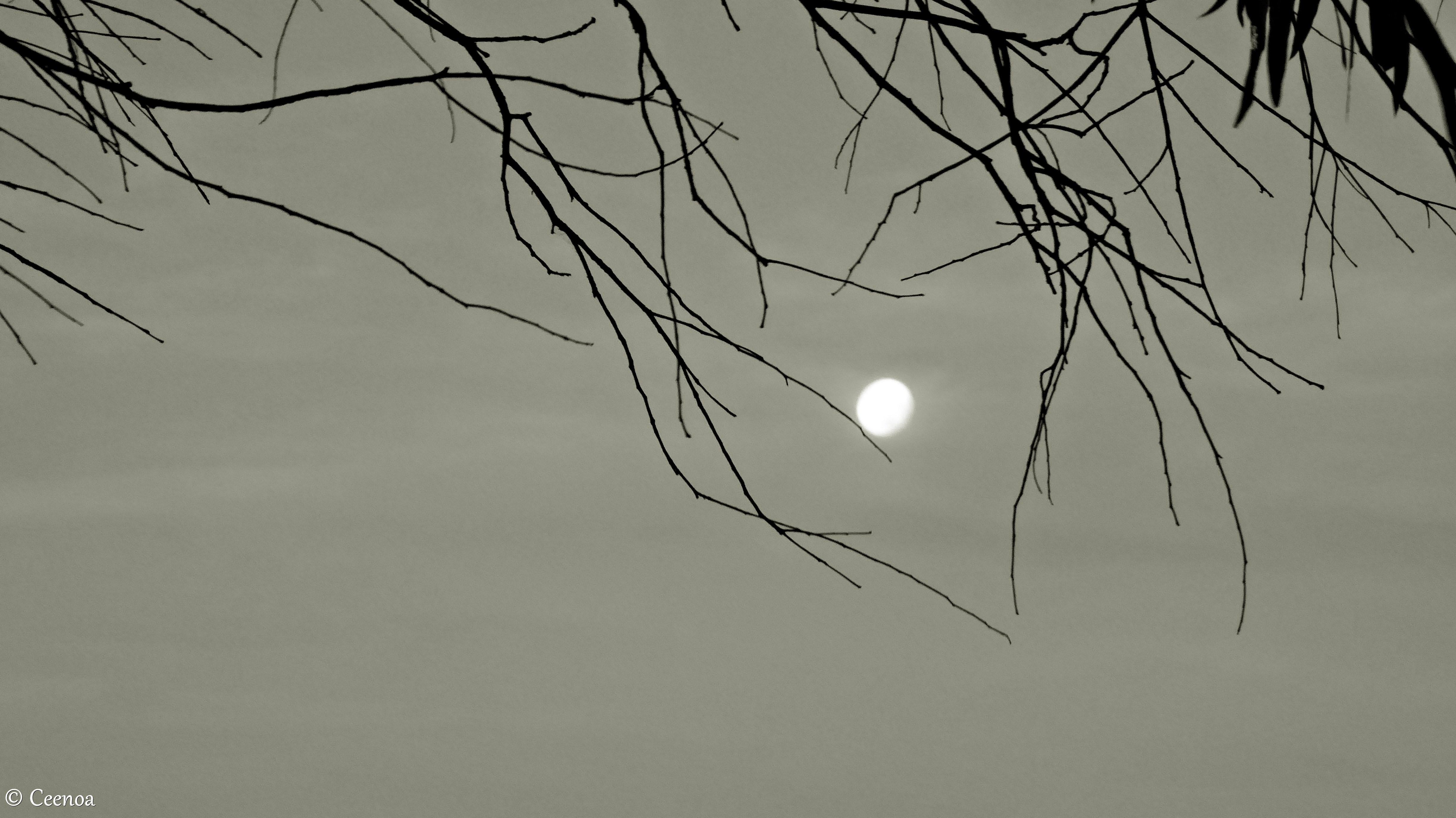 Moon thru branches (2) bandicoot
