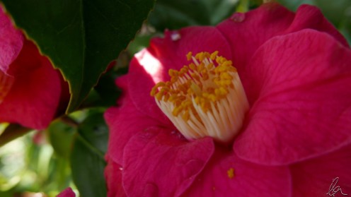 camellia-stamens