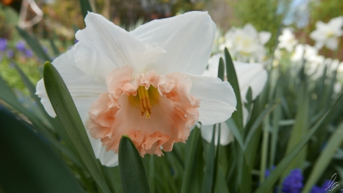 Daffodil (1)