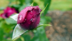 Rosebud and raindrops 2