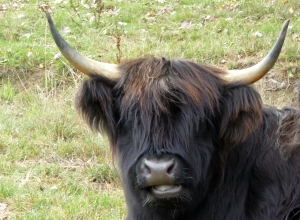 Cow (2)