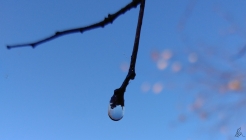 Dew Drop (1)