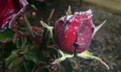 Frosted Rose (1)