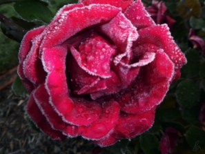 Frosted Rose (2)