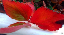 Strawberry leaf