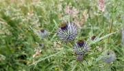Thistles to be (2)