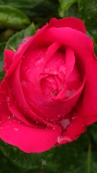 Roses and raindrops (2)