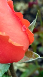 Roses and raindrops (4)