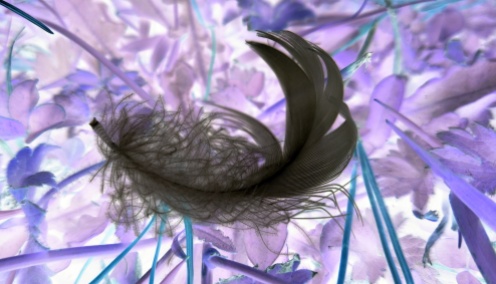White Feather (2) inverted