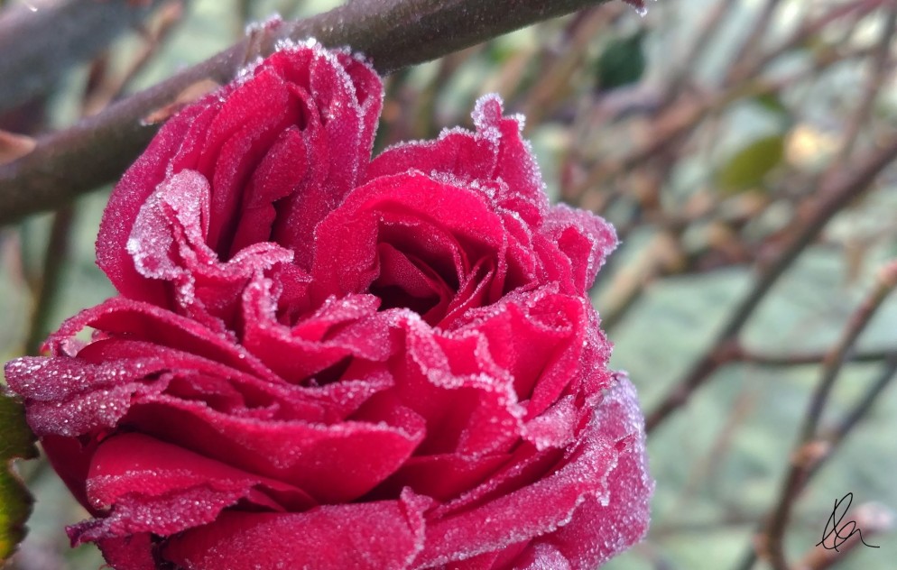 Frosted Rose (2)